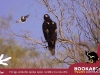 Postcard 8 Wedge-Tailed Eagle