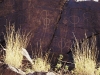 Aboriginal Rock Engravings