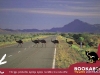 Postcard 2 Emus crossing